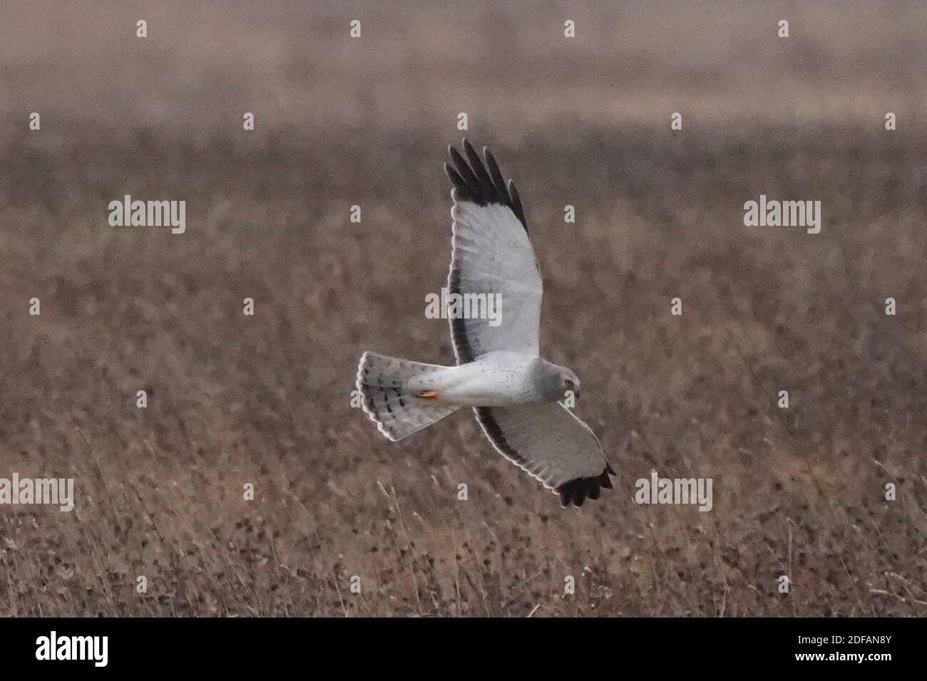 Falchi dell'Harrier settentrionale aka falco palude Foto Stock