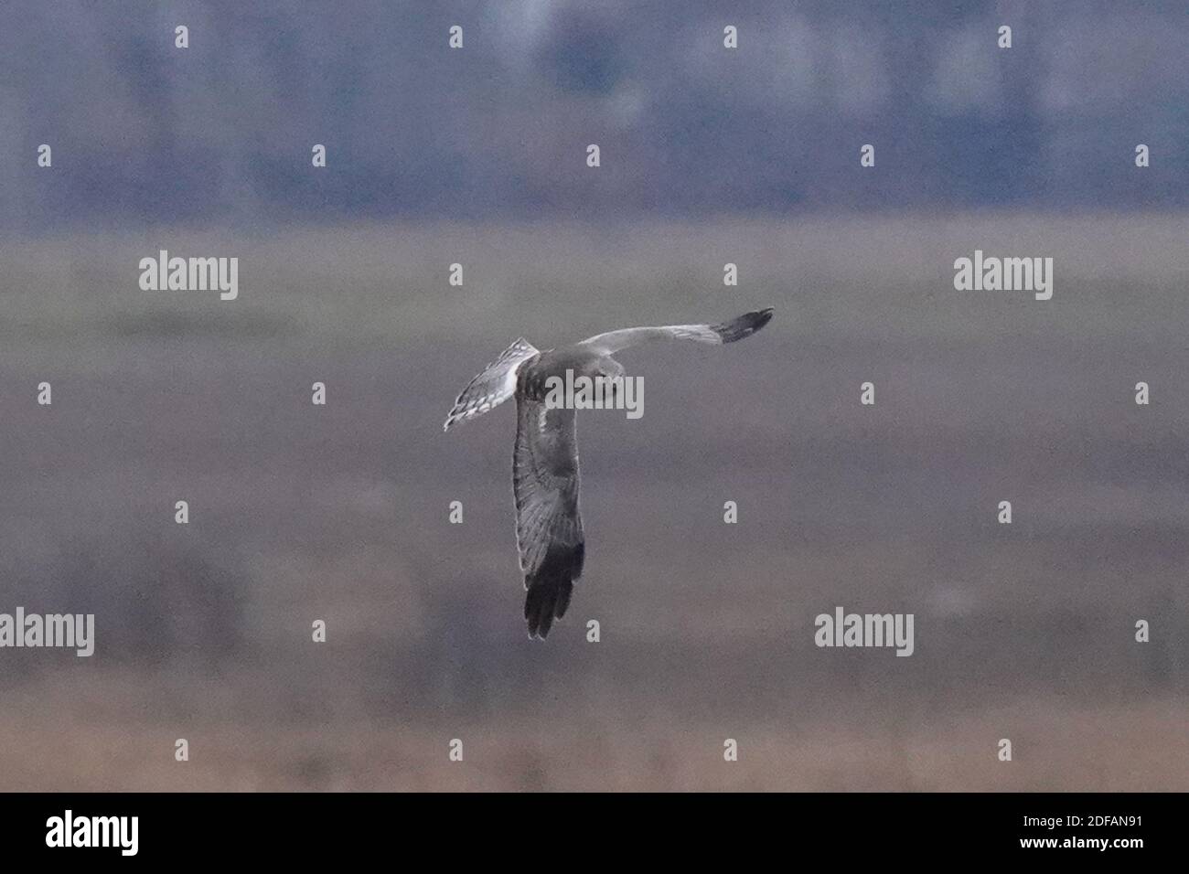 Falchi dell'Harrier settentrionale aka falco palude Foto Stock
