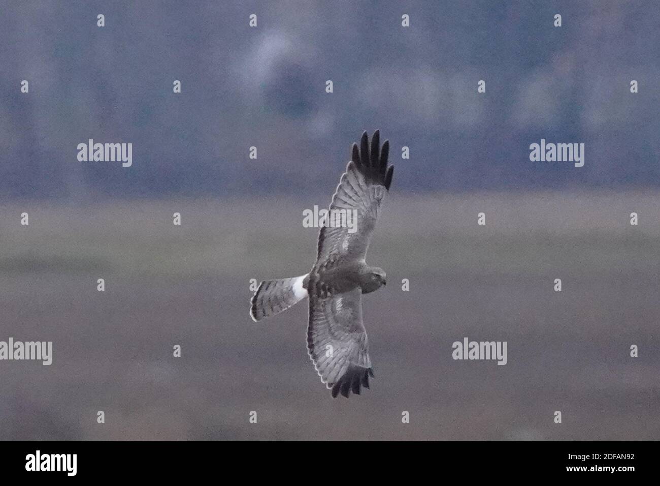 Falchi dell'Harrier settentrionale aka falco palude Foto Stock