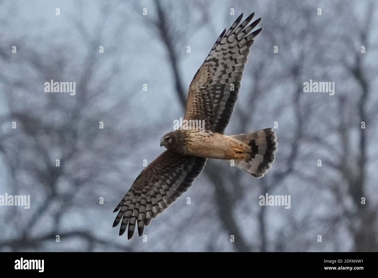 Falchi dell'Harrier settentrionale aka falco palude Foto Stock