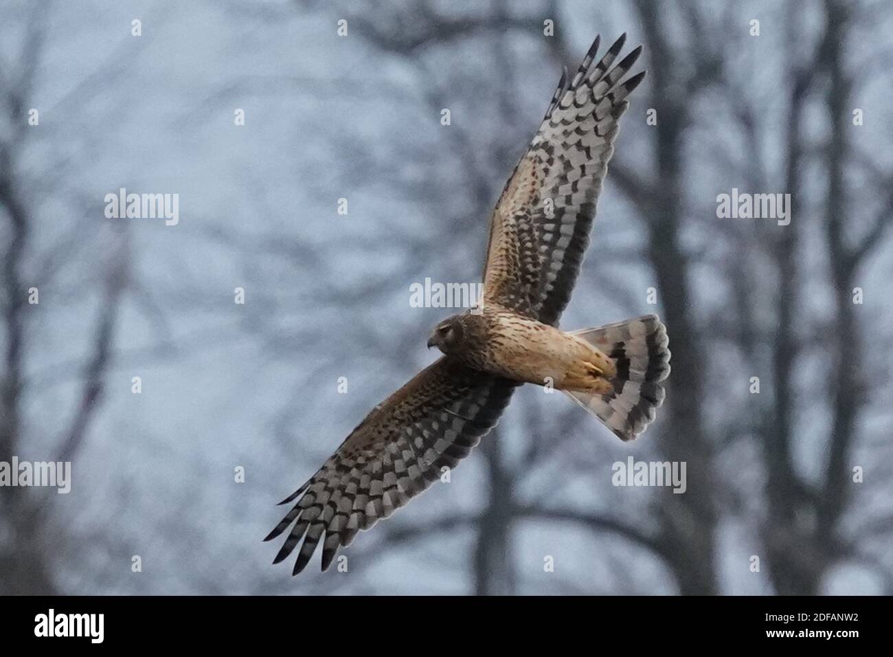Falchi dell'Harrier settentrionale aka falco palude Foto Stock