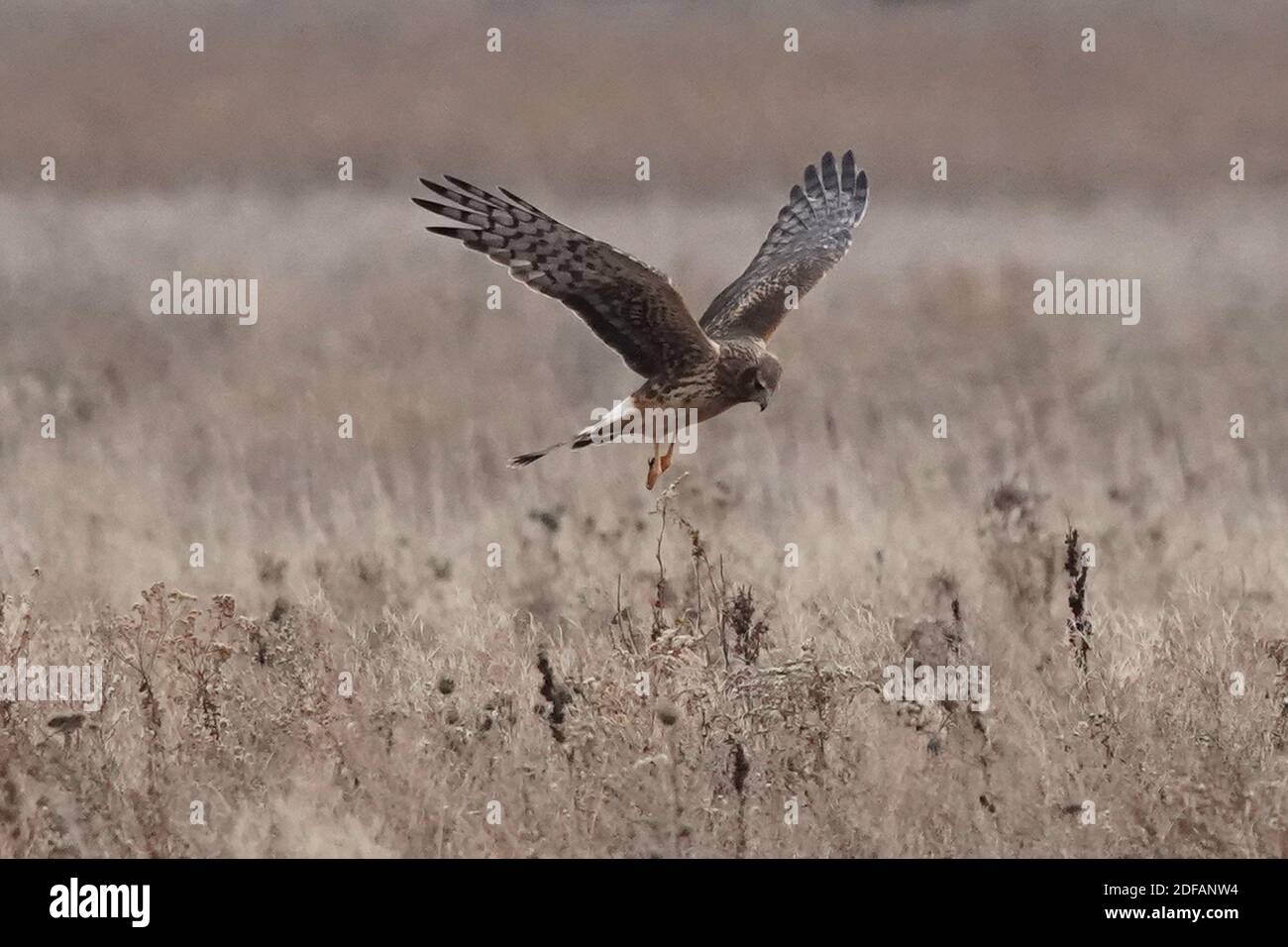 Falchi dell'Harrier settentrionale aka falco palude Foto Stock