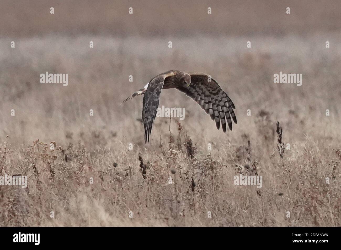 Falchi dell'Harrier settentrionale aka falco palude Foto Stock