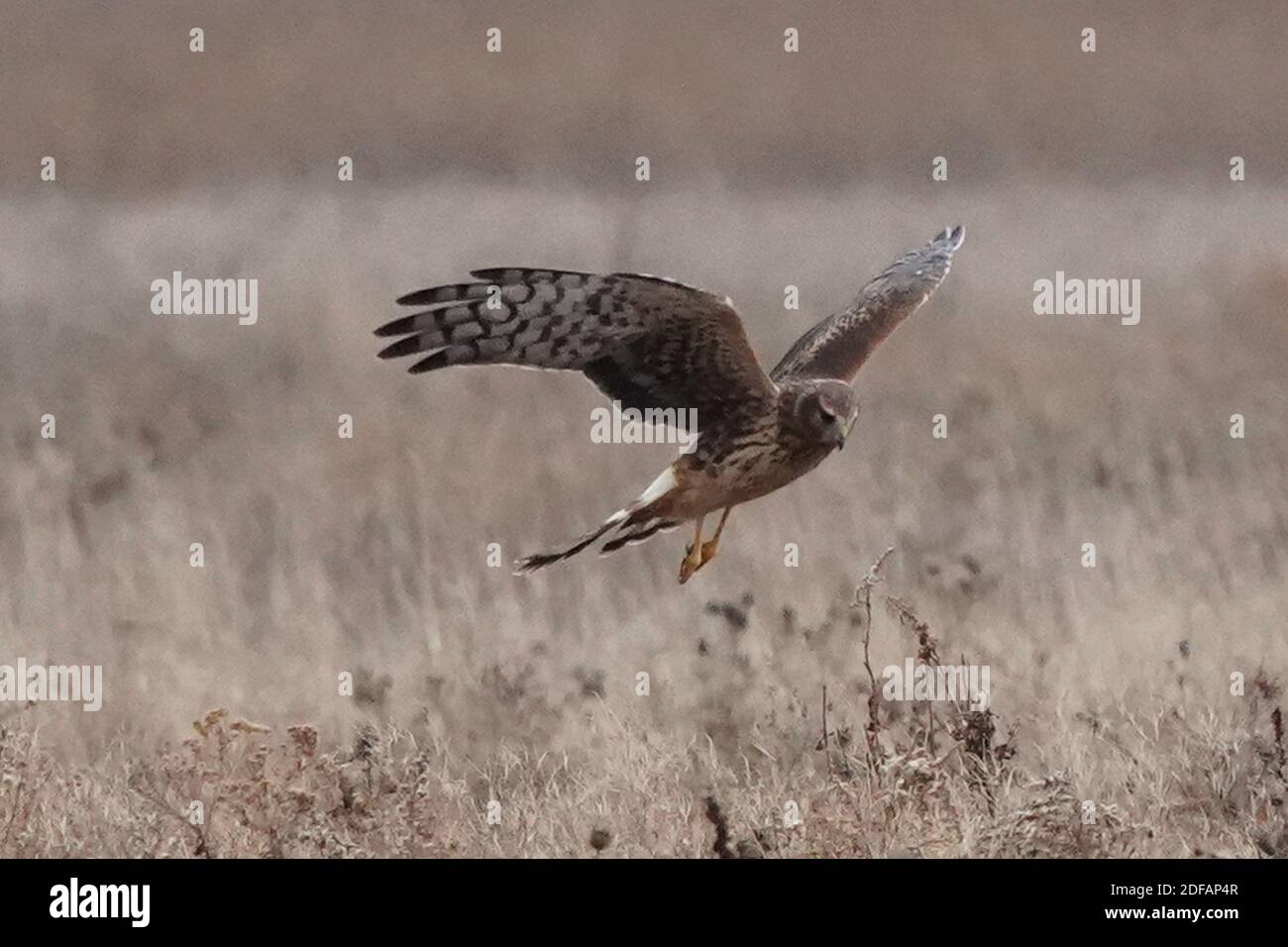 Falchi dell'Harrier settentrionale aka falco palude Foto Stock