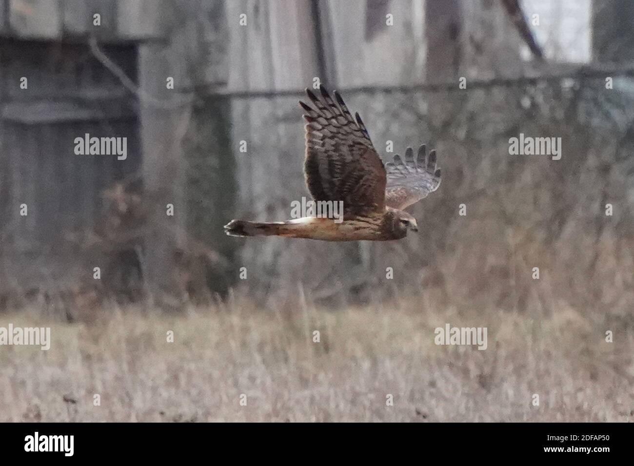Falchi dell'Harrier settentrionale aka falco palude Foto Stock