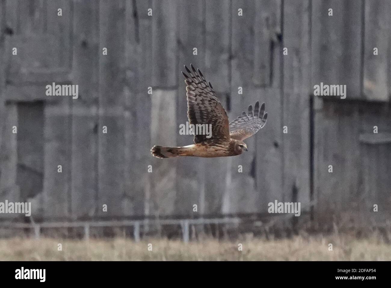 Falchi dell'Harrier settentrionale aka falco palude Foto Stock