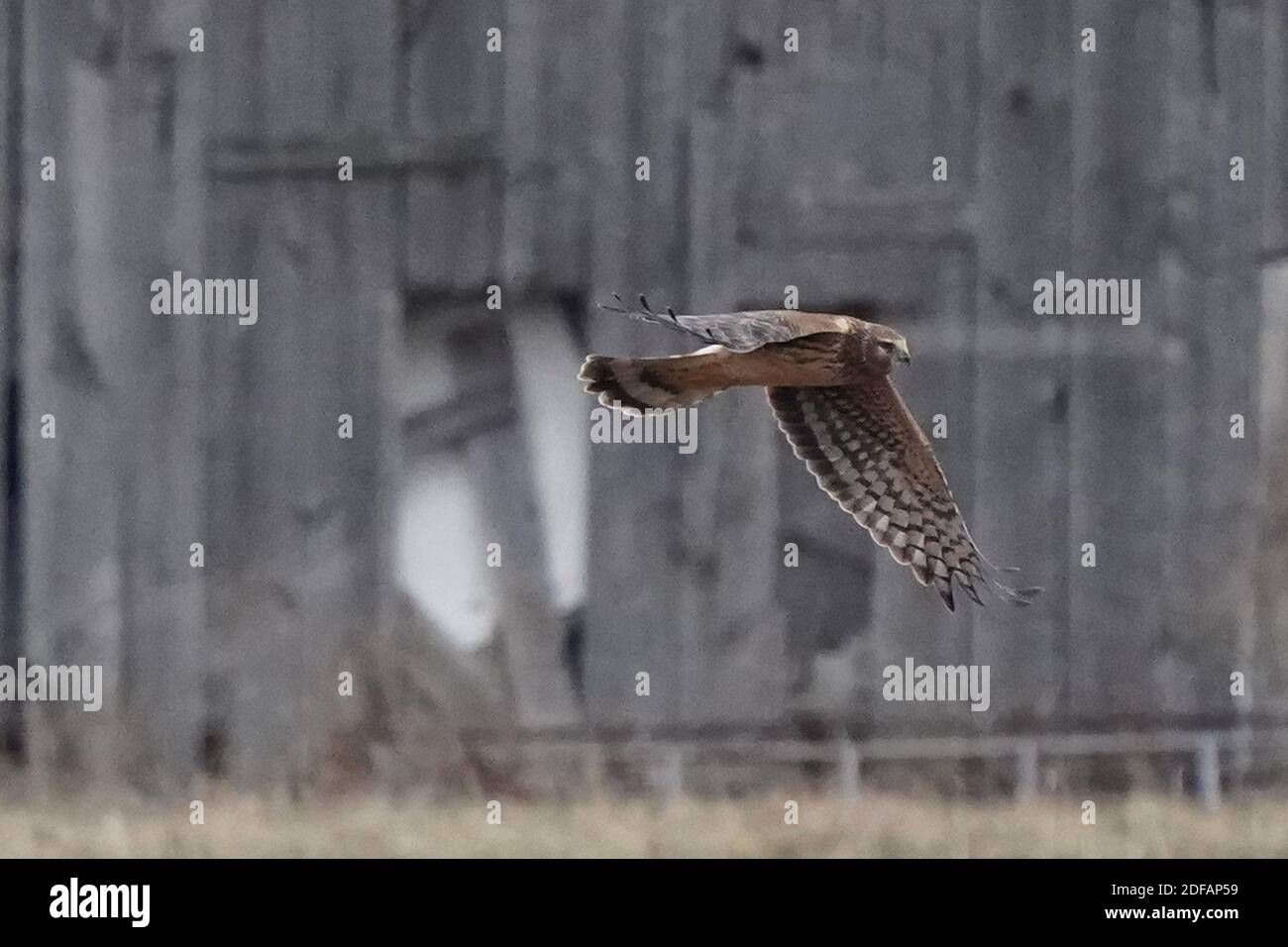 Falchi dell'Harrier settentrionale aka falco palude Foto Stock