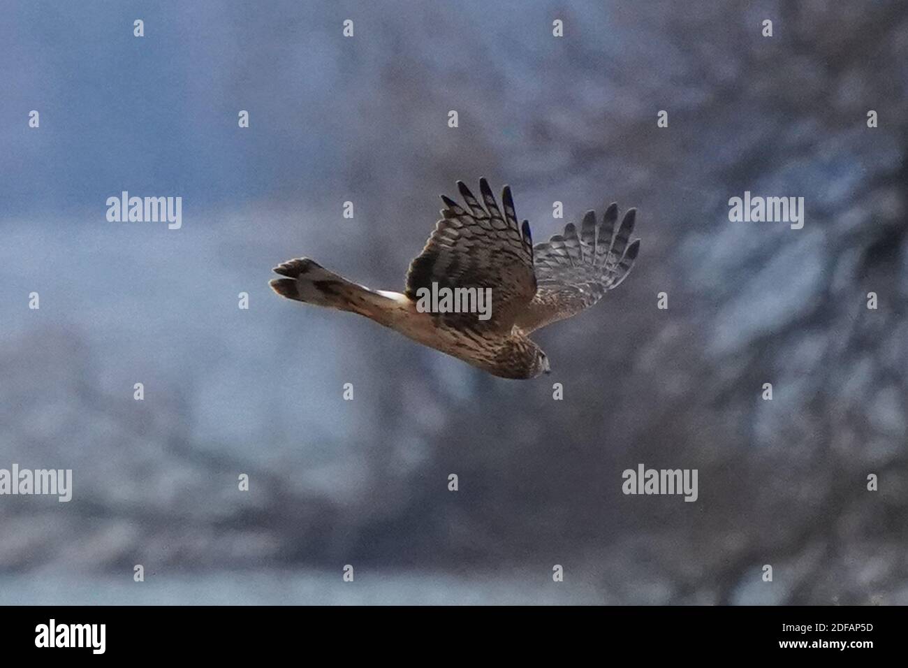 Falchi dell'Harrier settentrionale aka falco palude Foto Stock