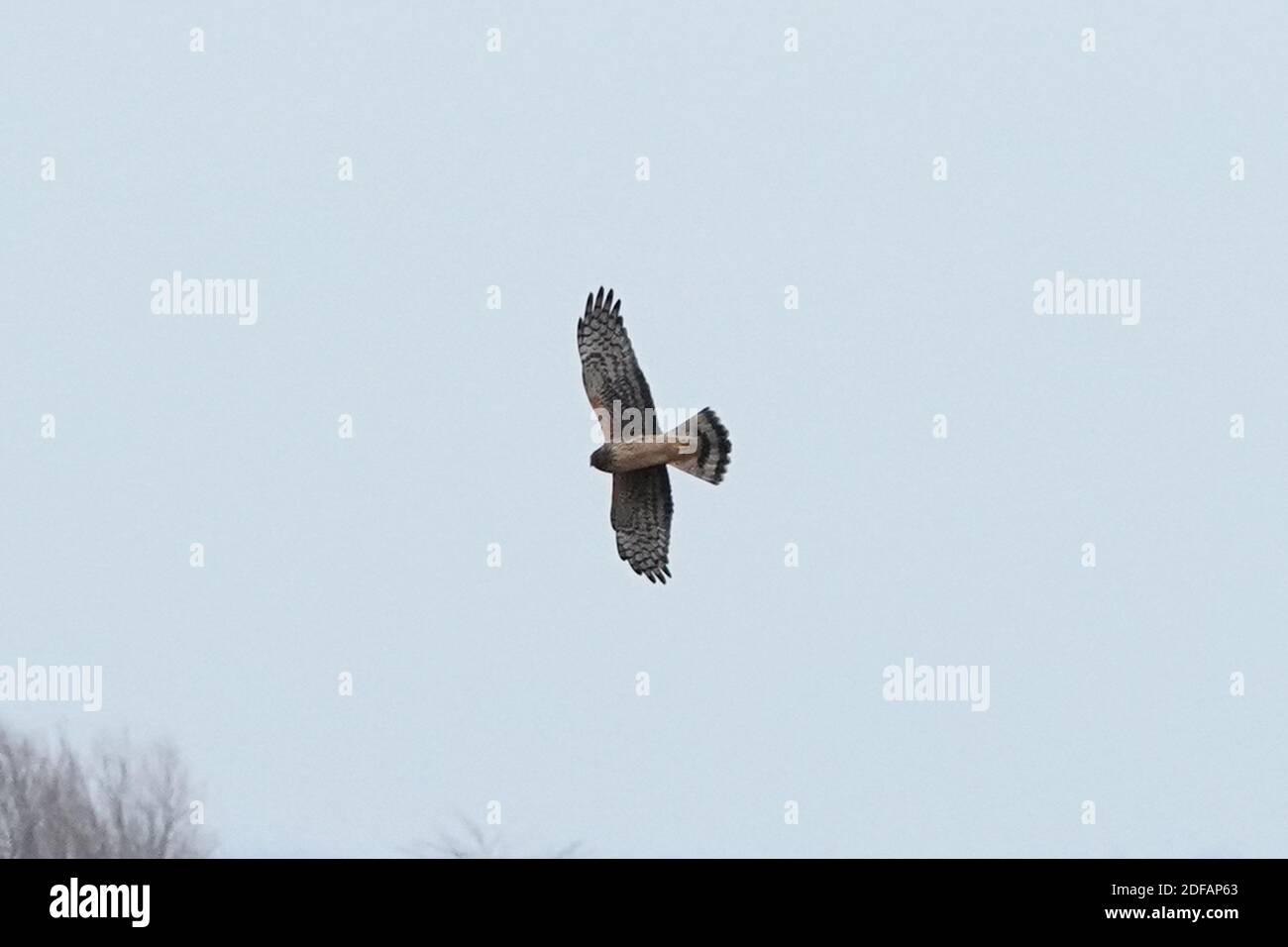 Falchi dell'Harrier settentrionale aka falco palude Foto Stock