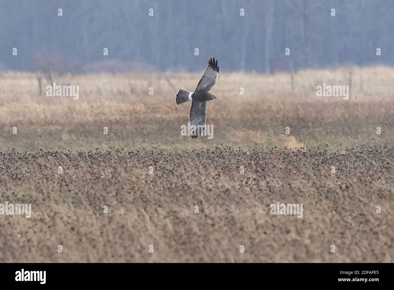 Falchi dell'Harrier settentrionale aka falco palude Foto Stock