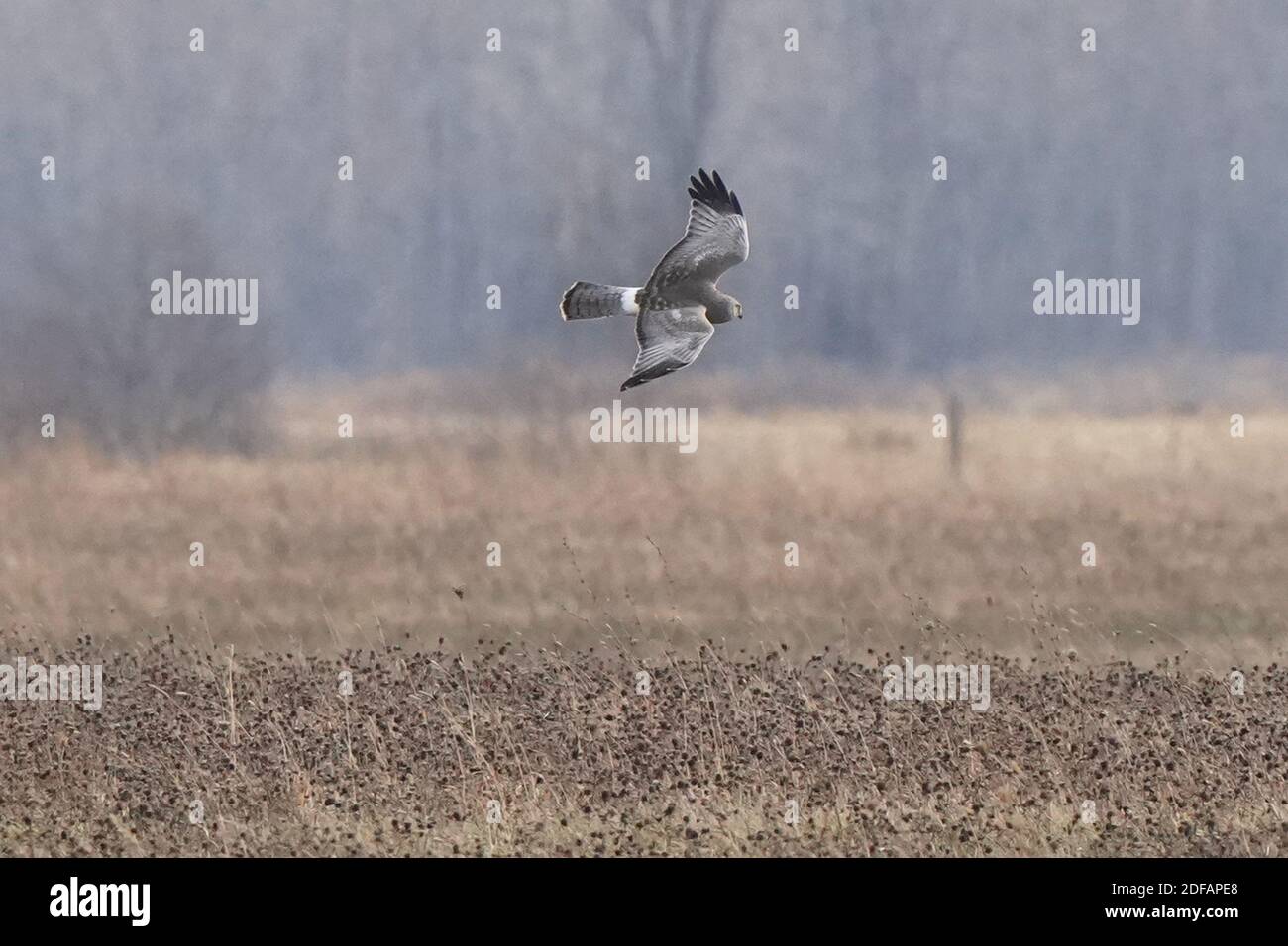 Falchi dell'Harrier settentrionale aka falco palude Foto Stock