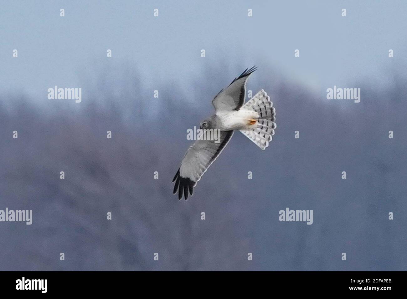Falchi dell'Harrier settentrionale aka falco palude Foto Stock