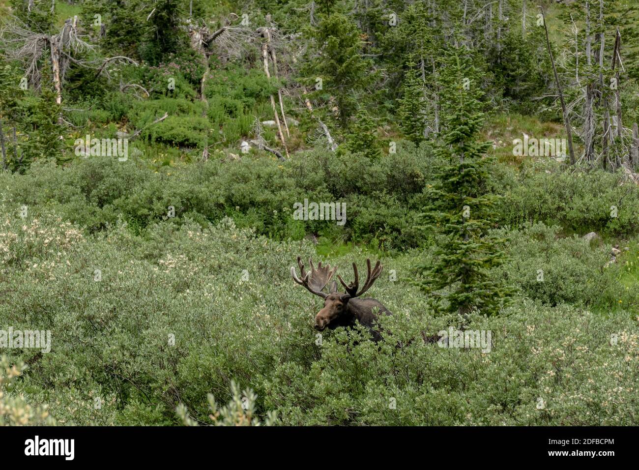 Bull Moose taglia attraverso i cespugli di Willow im Cascade canyon di Parco nazionale di Grand Teton Foto Stock