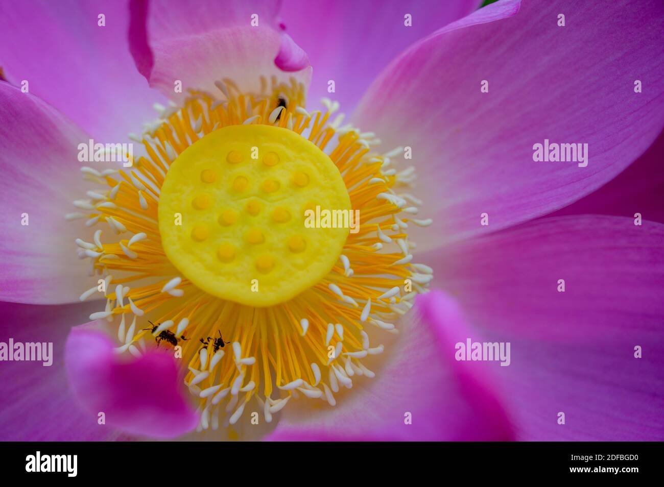 Fiori di loto in varie fasi di fioritura; una bellezza asiatica, un afrodisiaco asiatico Foto Stock