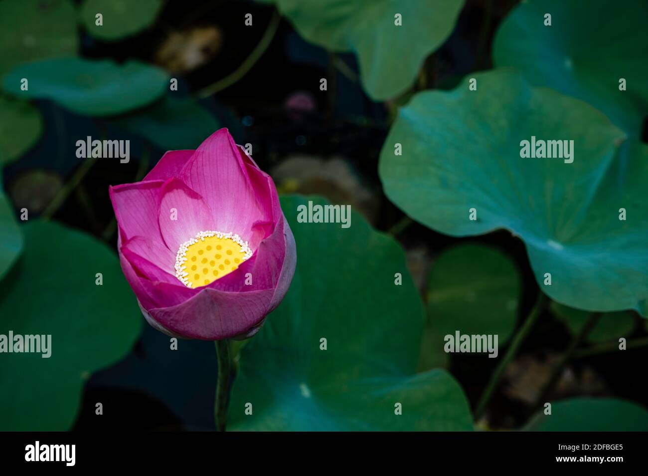Fiori di loto in varie fasi di fioritura; una bellezza asiatica, un afrodisiaco asiatico Foto Stock