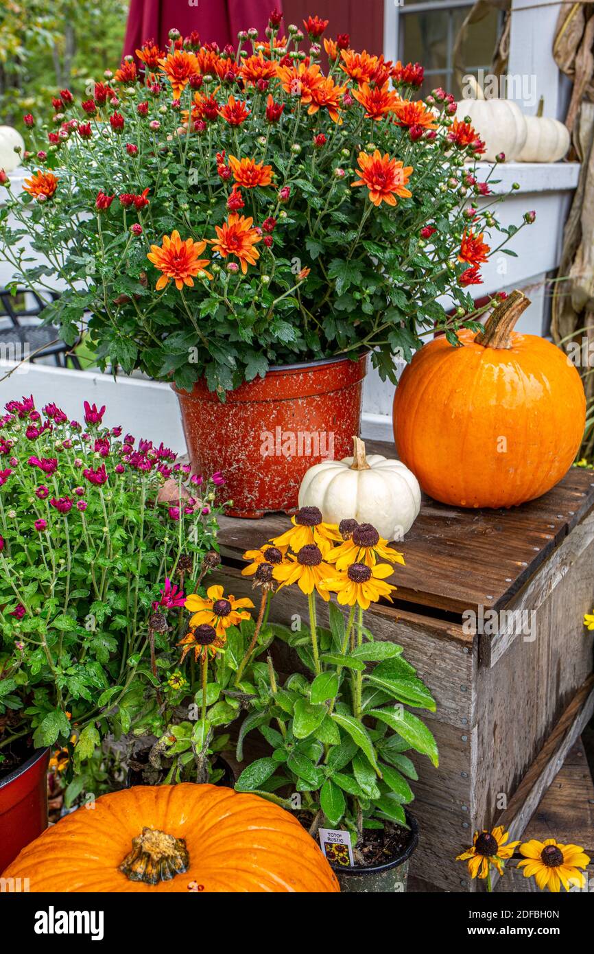 Il Kitchen Garden di Templeton, Massachusetts, offre una raffinata selezione di verdure fresche da fattoria Foto Stock
