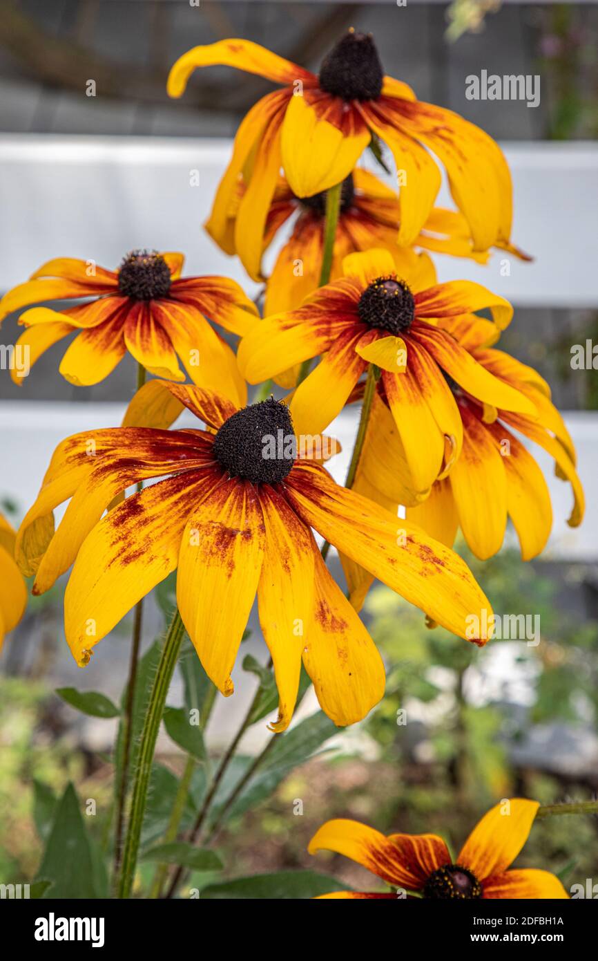 Margherite al giardino della cucina a Templeton, Massachusetts Foto Stock