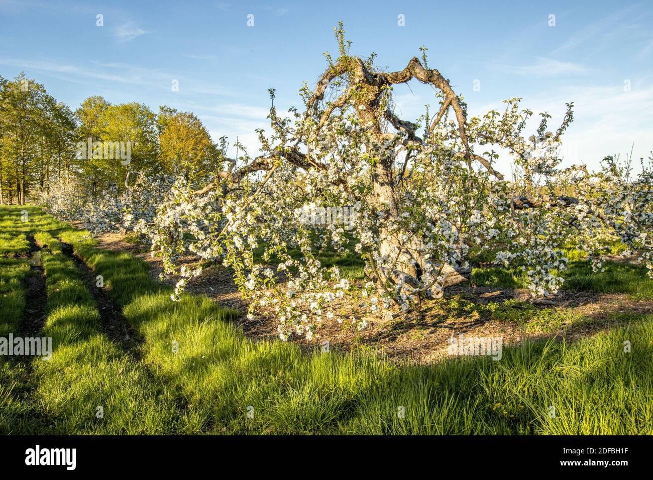 Alberi di mele in fiore presso la Red Apple Farm a Phillipston, Massachusetts Foto Stock