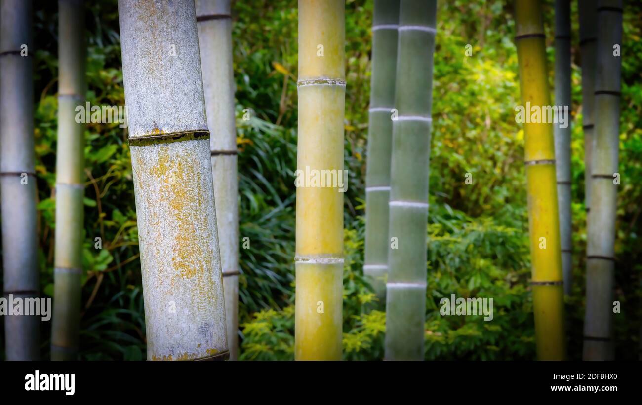 Alberi di bambù, in piedi alti, in una foresta vicino a Kamakura, Giappone. Foto Stock