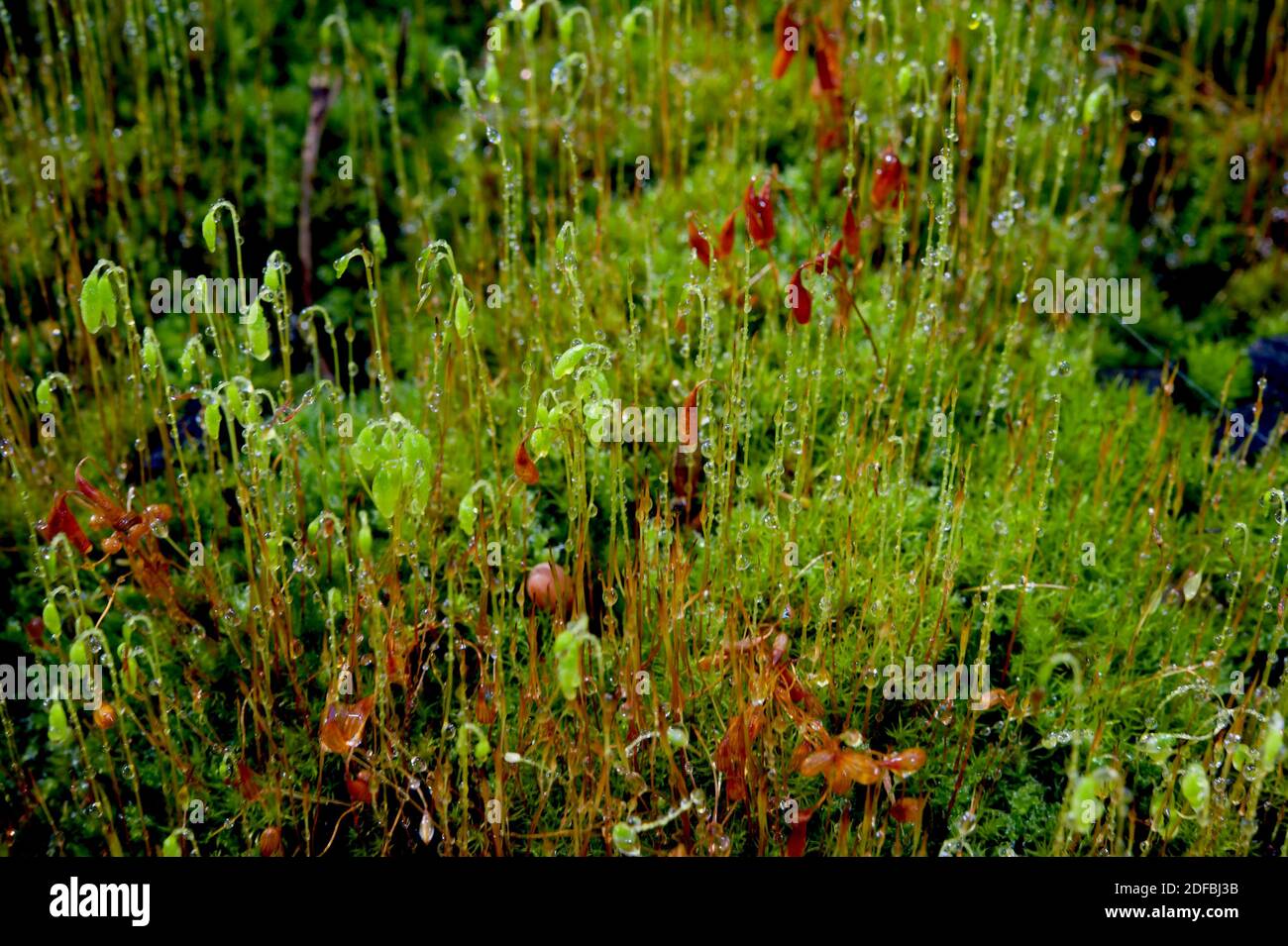 Muschio in fiore è piuttosto raro - ma fotografare con gocce di pioggia è piuttosto speciale. Trovato alla riserva di Flora di Hochkins Ridge in Croydon, Vic. Foto Stock