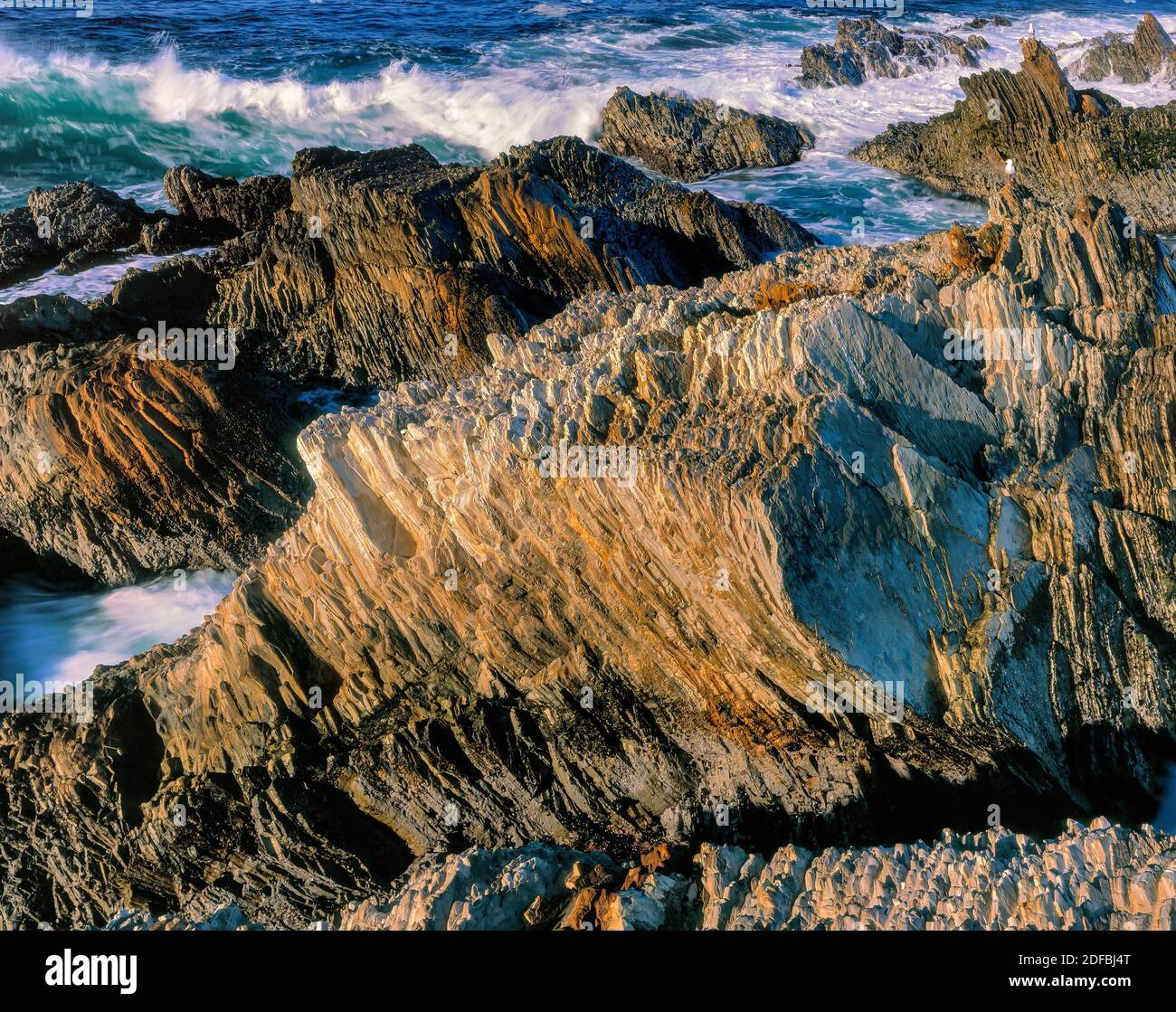 Monterey Shale, Montana de Oro del Parco Statale di San Luis Obispo County, California Foto Stock