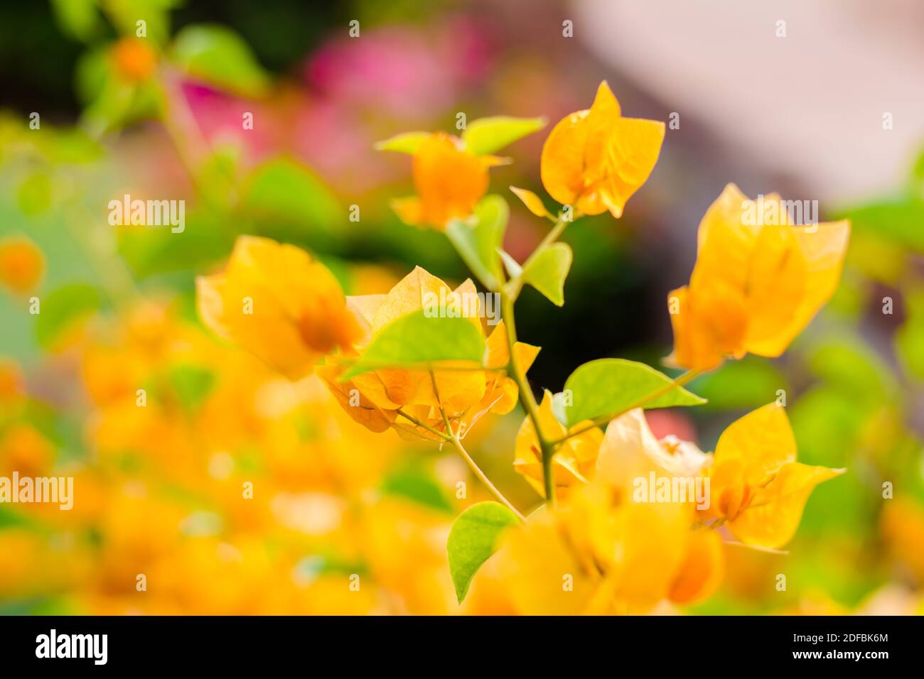 Fiori colorati di giardino botanico e giardino di rose di Ooty Tamilnadu India Foto Stock