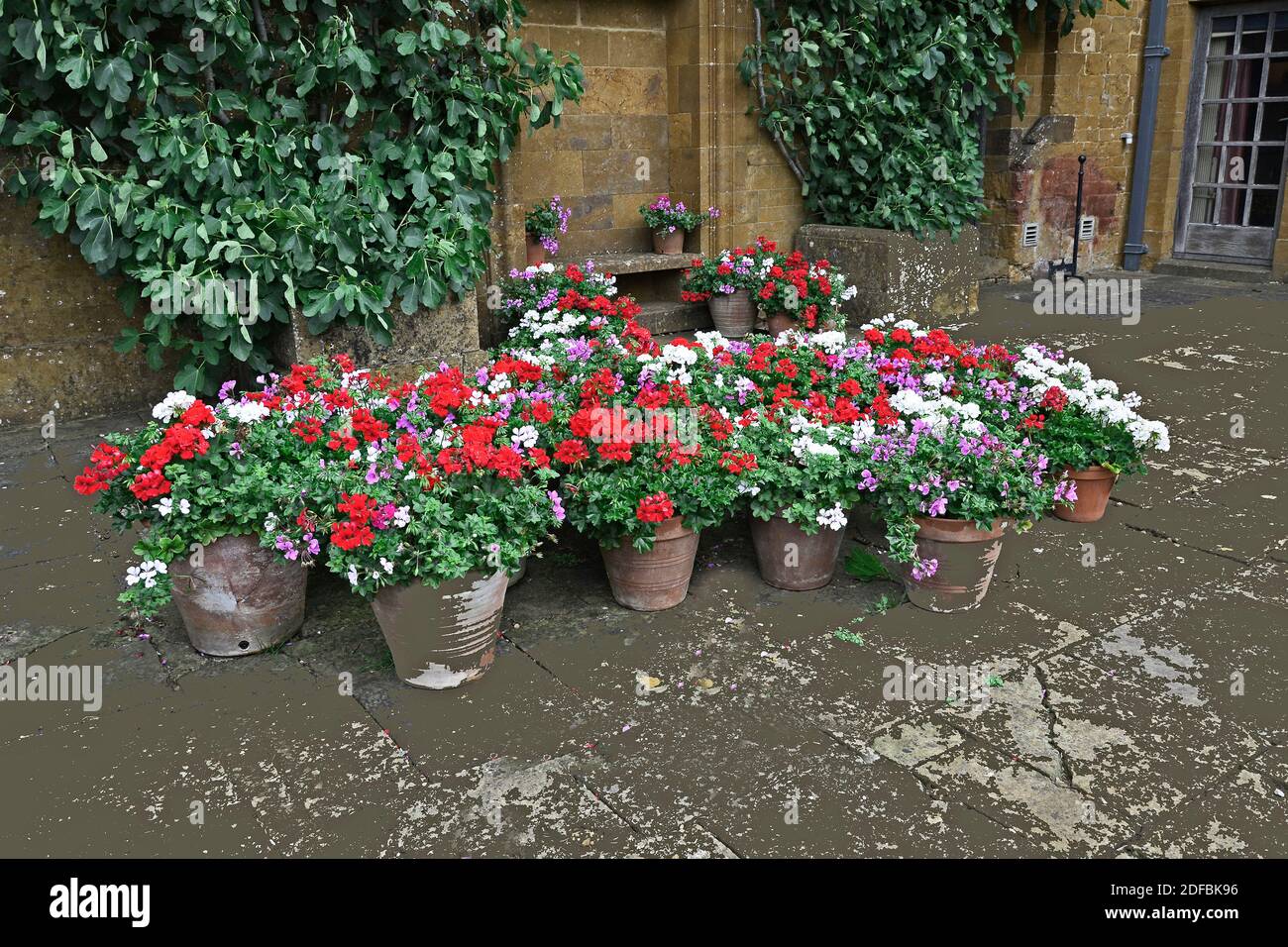 Esposizione colorata di gerani Pelargoniums in contenitori Foto Stock