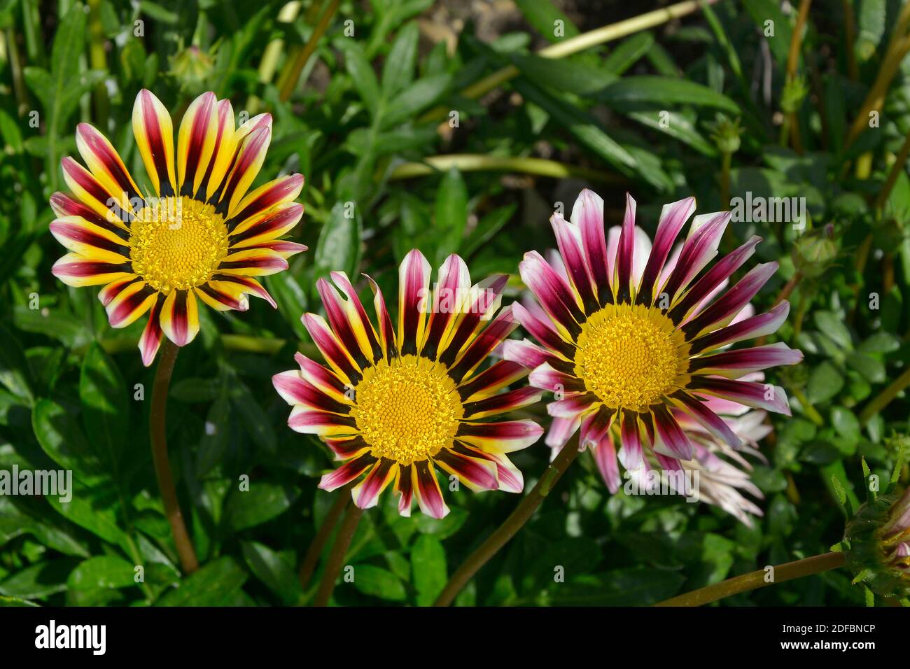 Primo piano di un giardino fiorito bordo con colorato viola E la Gazania Bianca Foto Stock
