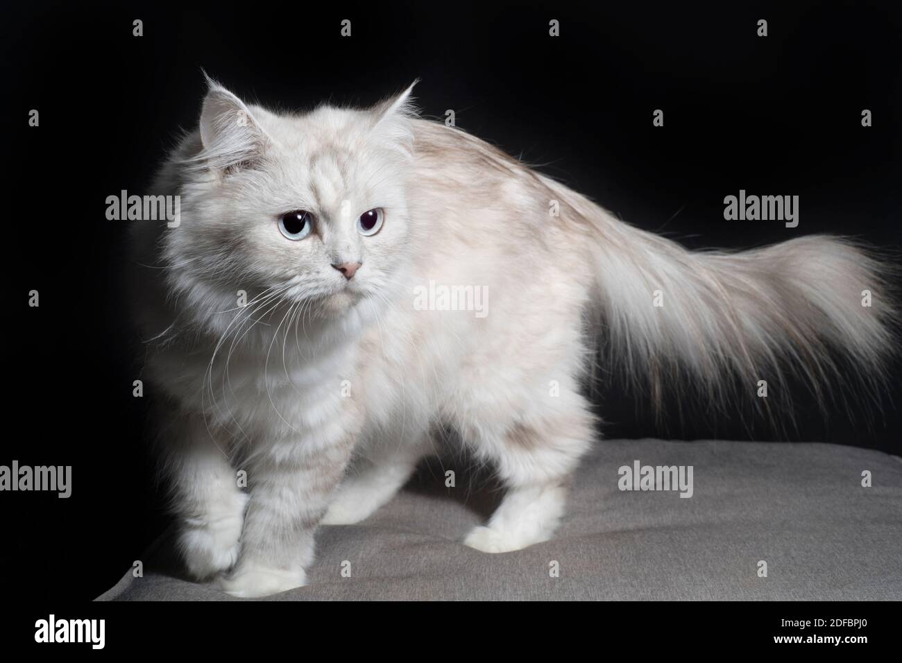 Bel gatto bianco e ombreggiato ragamuffin in piedi e guardando al lato. Foto Stock