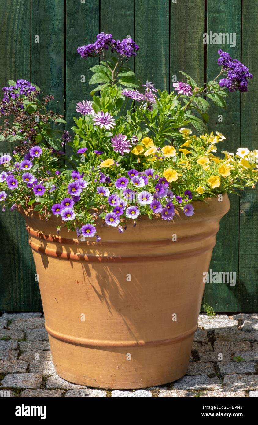 Fiori in fiore in creta flowerpot con recinto di legno sfondo verde Foto  stock - Alamy