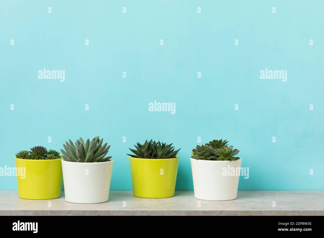 Succulenti e piante sempervivum in vasi di fiori su scaffale, copia spazio su parete blu chiaro dietro Foto Stock