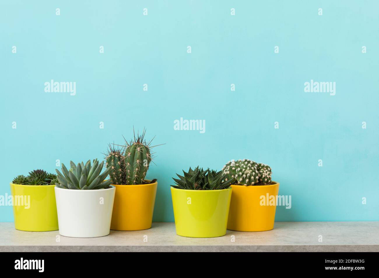 Sempervivum in vaso, succulente e cactus piante su uno scaffale di fronte a parete blu chiaro, copia spazio sopra Foto Stock