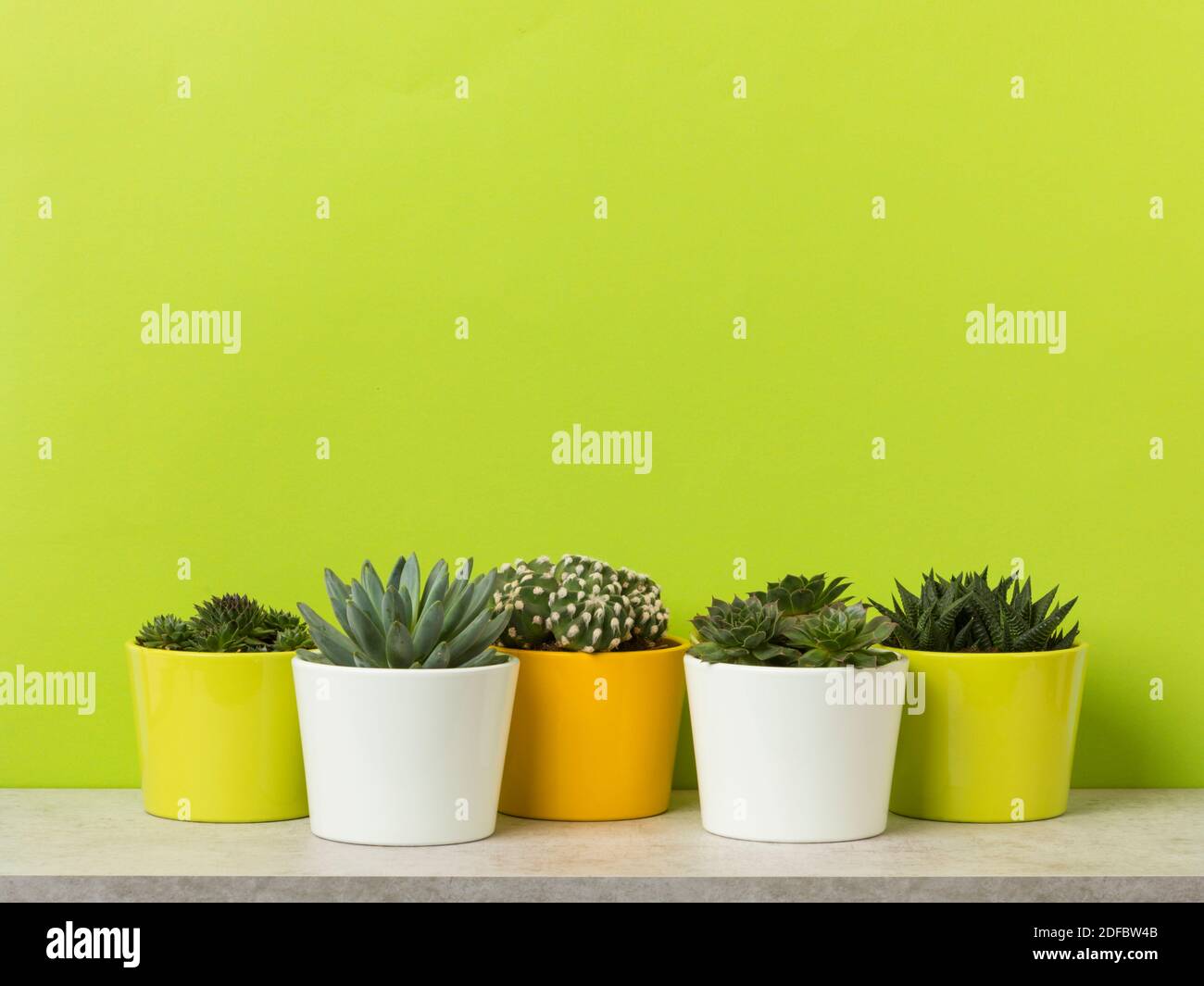 Varietà di piccole piante da casa - succulenti, sempervivum e cactus - su una mensola di fronte alla vibrante parete verde Foto Stock
