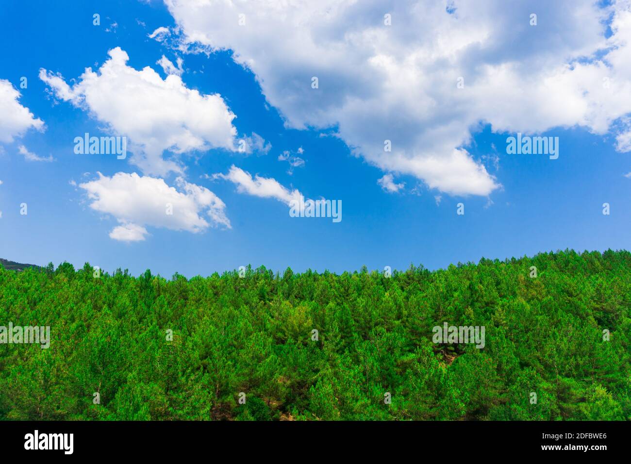 Parco naturale con foresta e cielo blu. Stagione primaverile Foto Stock