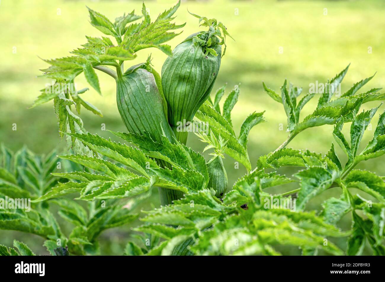 Angelica dahurica pianta, conosciuta come Dahurian angelica, closeup Foto Stock