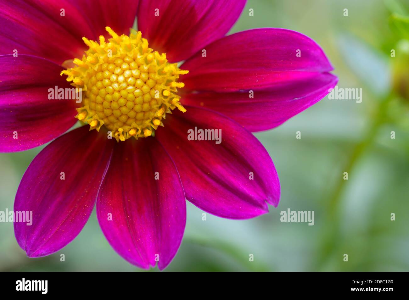 Fiore rosso e rosa con otto petali e macro gialla centrale, primo piano Foto Stock