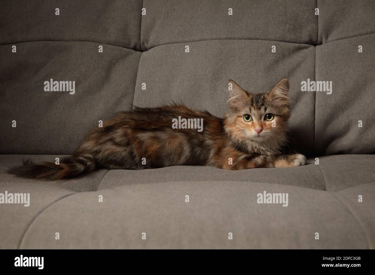 Amicizia. Bellissimo gattino in muretto di gatto siberiano seduto sul divano grigio. Concetto di comfort domestico, umore, amore animali domestici, grazia animale. Sembra felice, felice. CopySpace. Foto Stock