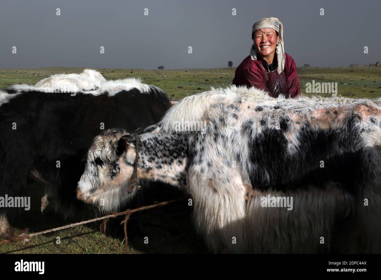 Mongolia, donna mongolo che munge i yaks al campo nomad Foto Stock