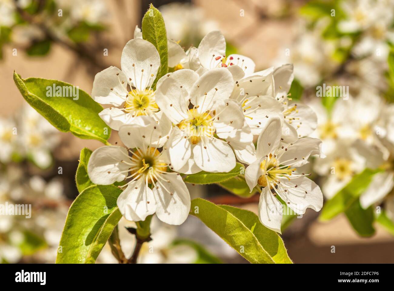 Fiori di alberi di frutta in primavera, fiori di una medlar, Mespilus germanica. Foto Stock