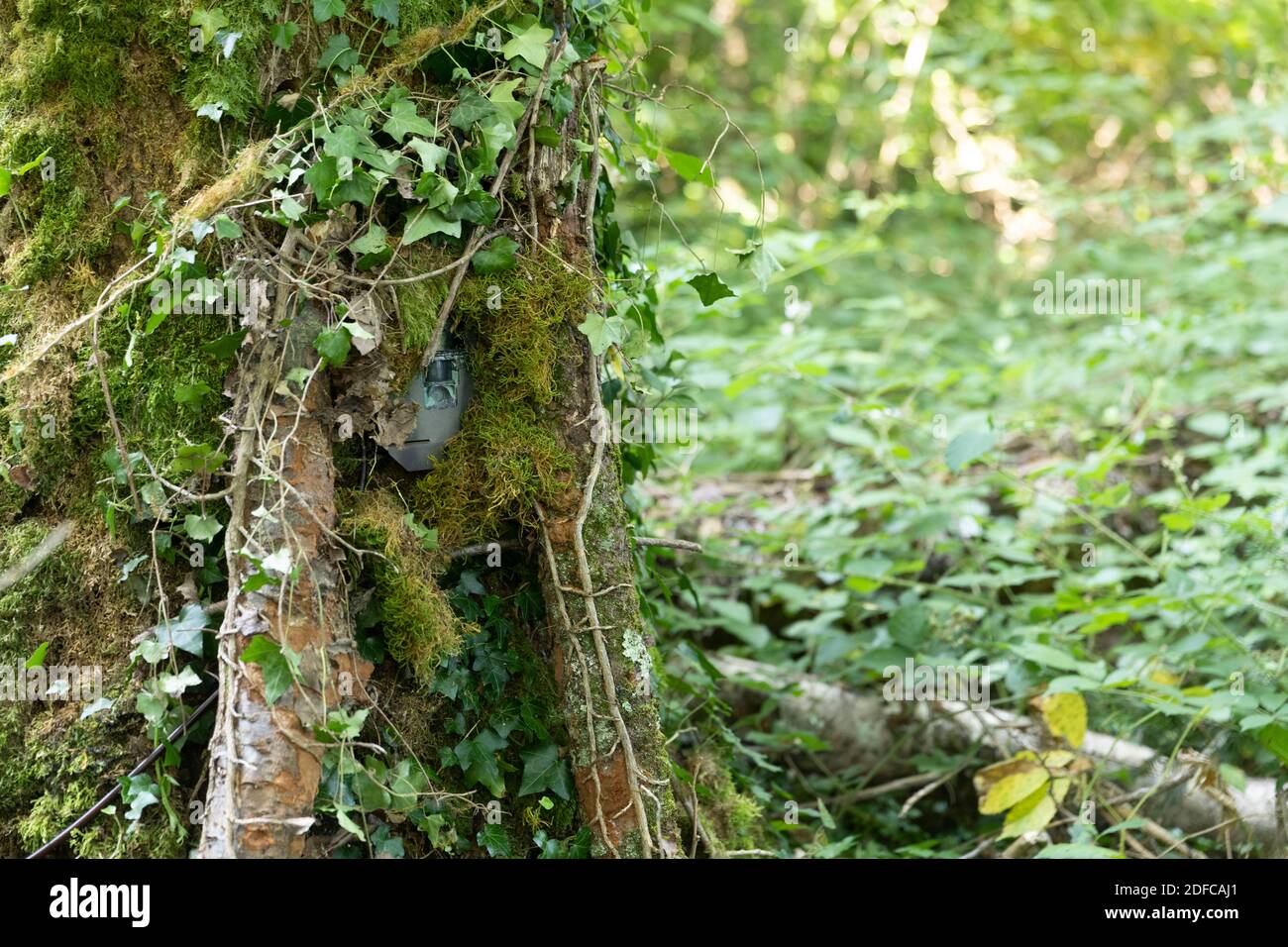 Francia, Savoia, Avant-Pays savoyard, il lago di Aiguebelette, telecamere con rilevatore di movimento sono in vigore nel parco per monitorare i movimenti della fauna selvatica, Foto Stock