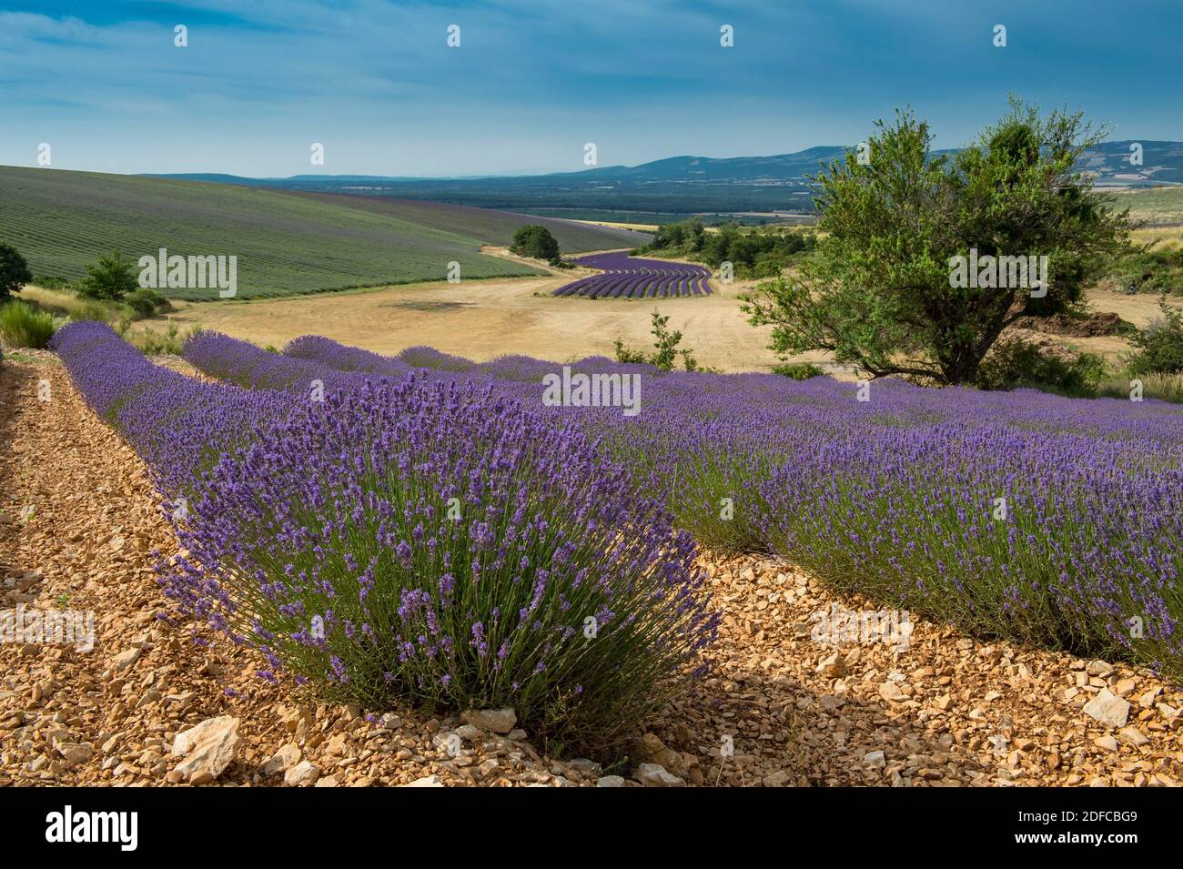 Francia, Drome, Ferrassieres, altopiano d'Albion, campi di lavanda fioriti dalla discesa della D63 strada del col de l'Homme morti Foto Stock