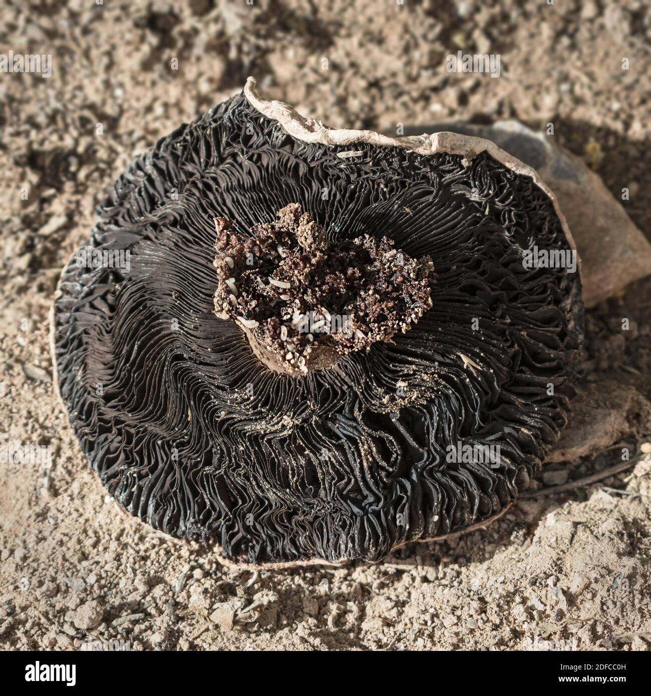 un fungo bianco cremoso capovolto che mostra larve di insetti residenti e la lamella nera o branchie con suolo sabbioso in lo sfondo Foto Stock