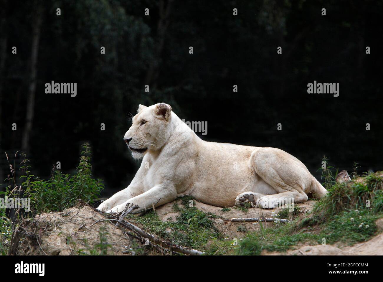 Leone bianco, panthera leo krugensis, posa femminile Foto Stock