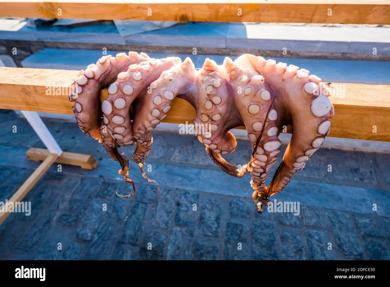 Grecia, Mar Egeo, Arcipelago delle Cicladi, Isola di Paros, Porto di Naoussa, polpo, Octopus vulgaris Foto Stock