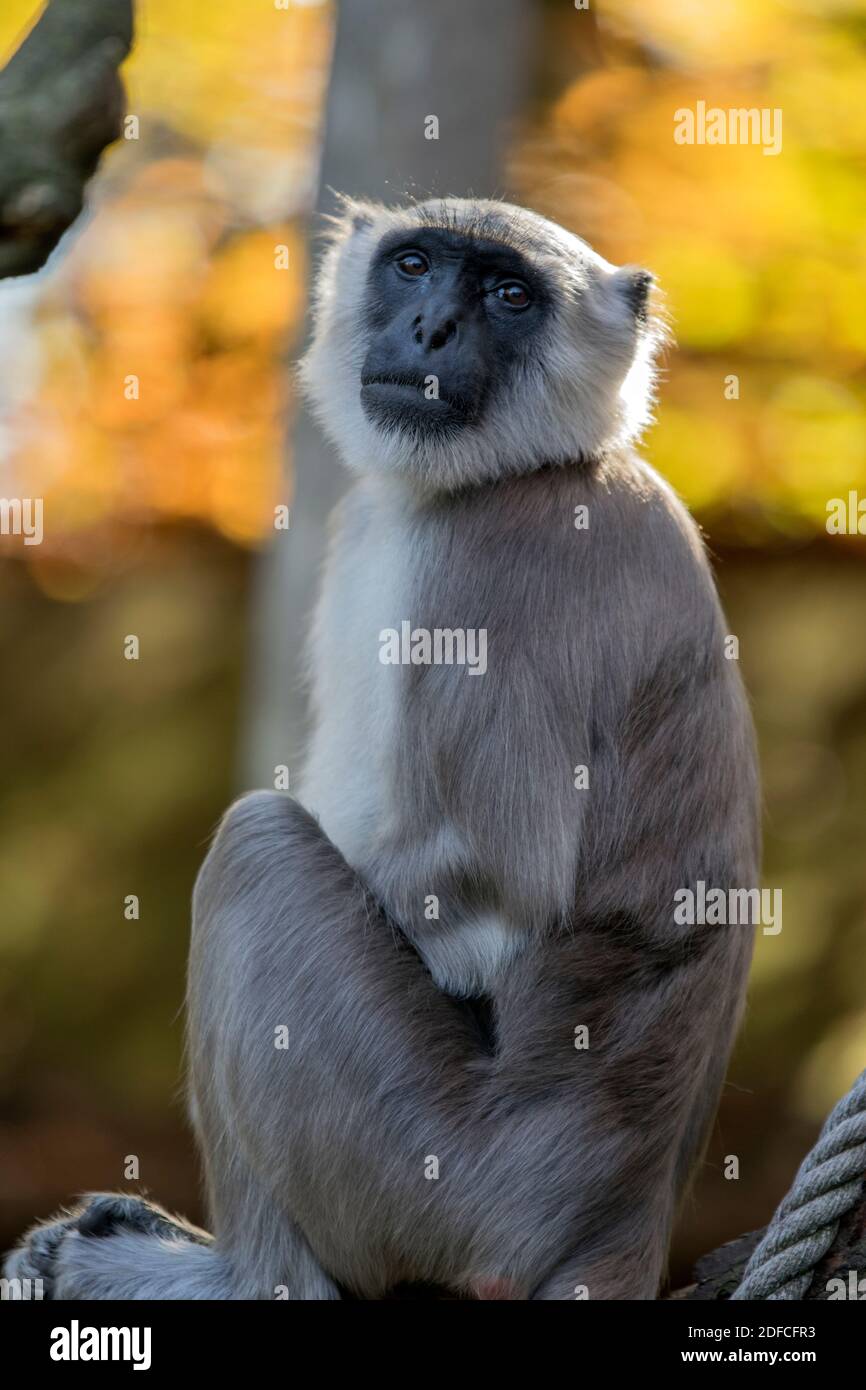 Primo piano di un Langur Hanuman Bengala all'Apenheul Zoo Apeldoorn Paesi Bassi 2018 Monkey Foto Stock