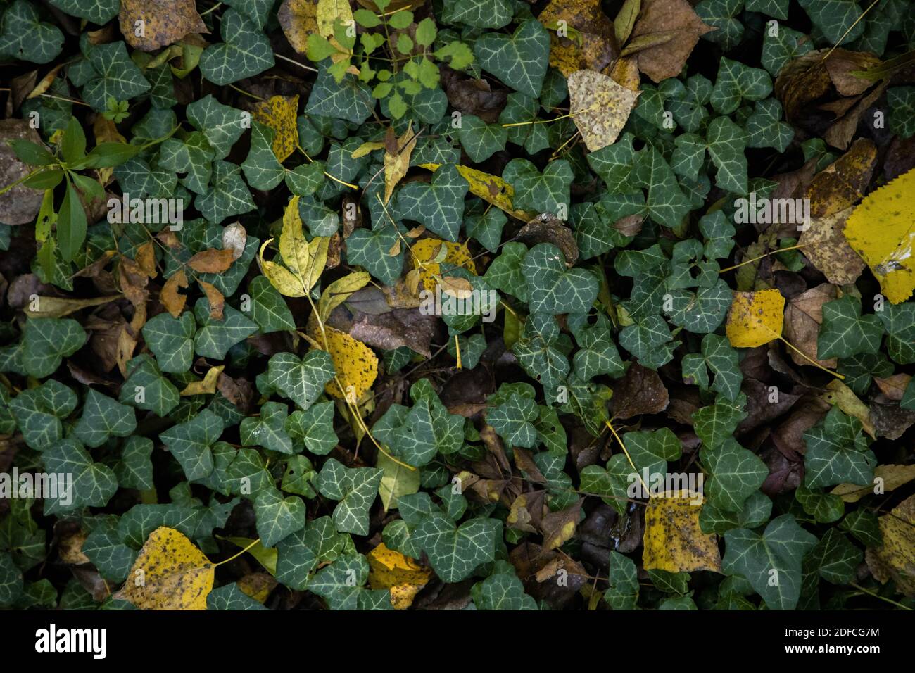 Trama di fondo delle foglie d'autunno nei boschi Foto Stock