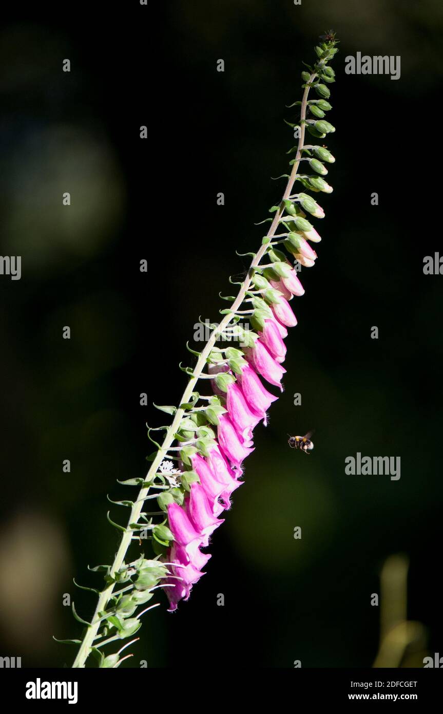 Un picco di fiori Foxglove con un bumblebee Foto Stock