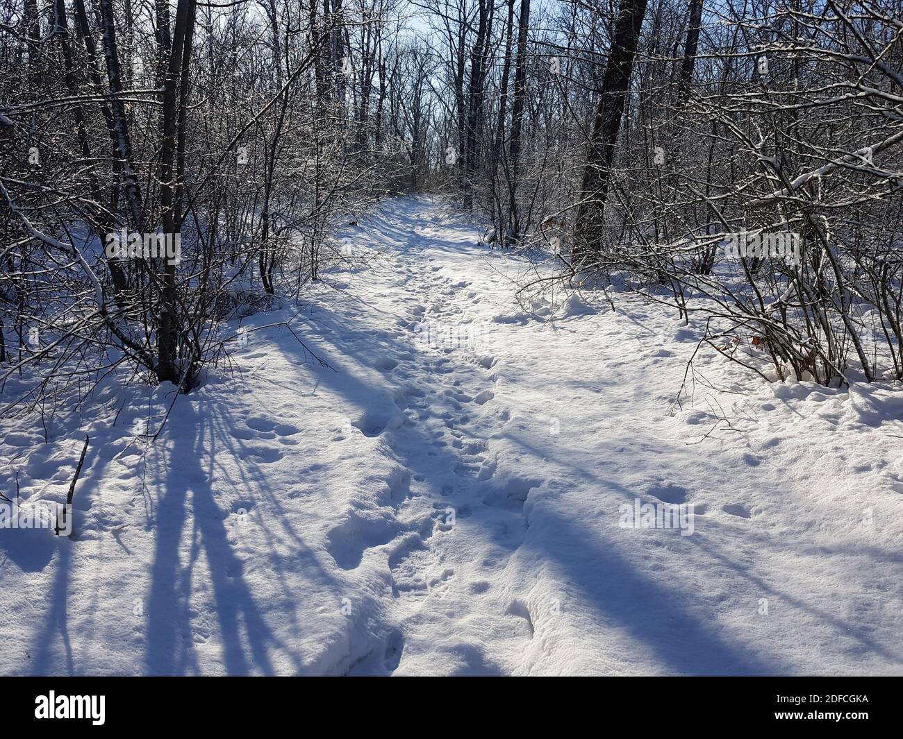 Inverno foresta con una strada nevosa con alberi ombre. Foto Stock