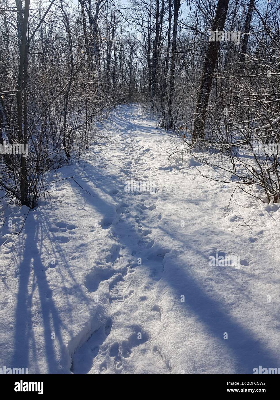 Inverno foresta con una strada nevosa e alberi ombre. Foto Stock