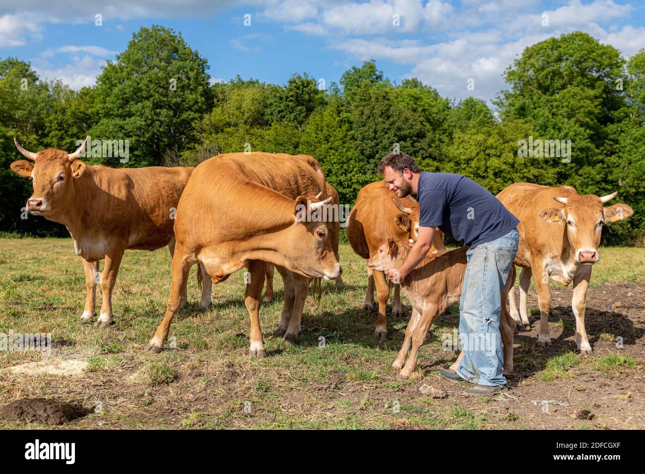 XAVIER CARRE, ALLEVATORE DI MUCCHE LIMOUSIN, LES BOTTBEREAUX, EURE, NORMANDIA, FRANCIA, EUROPA Foto Stock